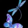 thebutterfly2331