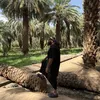 glorious_is_allah