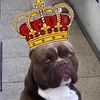 khalid.abm.king