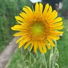 flowerpower123471