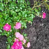 mixandmatch456