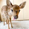 naima_louisa