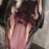 soup_dog3