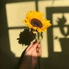 cyra.sunshine