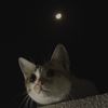 catdress1