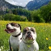 remlingerbulls