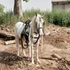 nisarmaher26