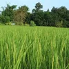 pijitkotvicha