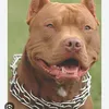 teampitbullenrager