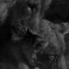 lionqueen053