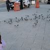 rasha20900