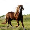 aloosh.alshehri