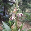 sukina.kotos