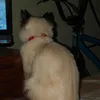 _umniaa_
