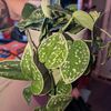 leafyindoorescape