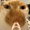 0rcaaa_