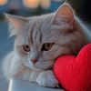 kitten6677889