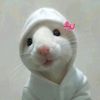 salmanfarsy106