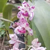 trongbuikim4