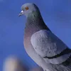 microwaved.pigeon.exe