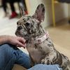 killafrenchie