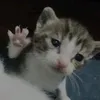 sillyahhgoober