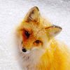 firefox207967