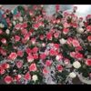 teresaep0569