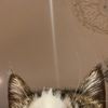 catgoeswoof2