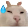 angelinacosin