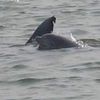 orcas288