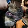 dorraces