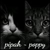 _pipah_poppy_owner