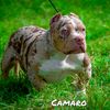 dmente_87