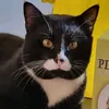 vitothetuxedocat