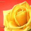 user6619127998168