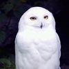hedwig_00