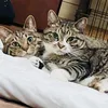 pista_chio33