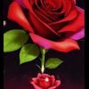 tamer.hashem8
