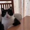 Stranger Cat
