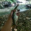 rakka__id