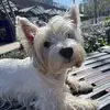 london.westie