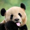 322_oso
