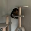 siamese_cat.lena