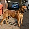 kcidogfarm