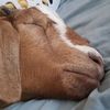 goatfatherbuddy