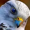 azizan_777