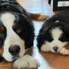 waltandgusthebernese