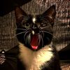 katyassqwerty