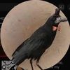 crow9h